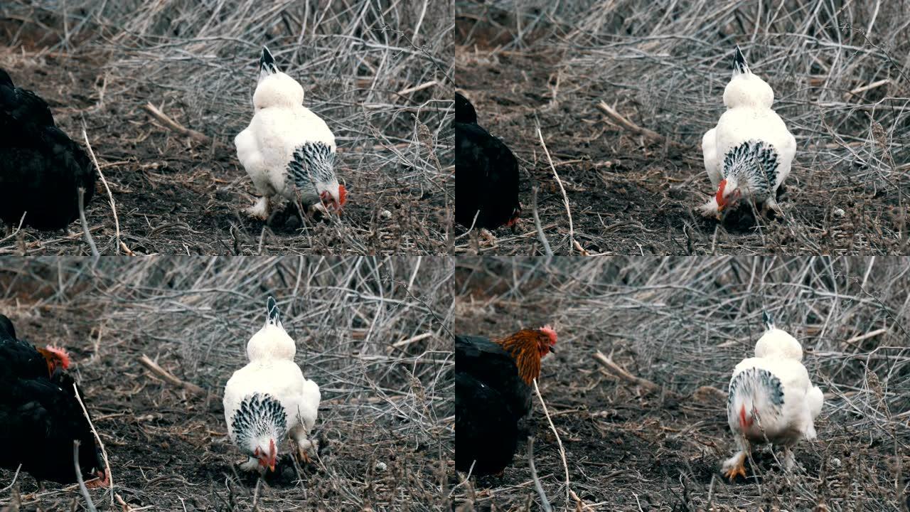 黑白农场鸡在干草中吃草