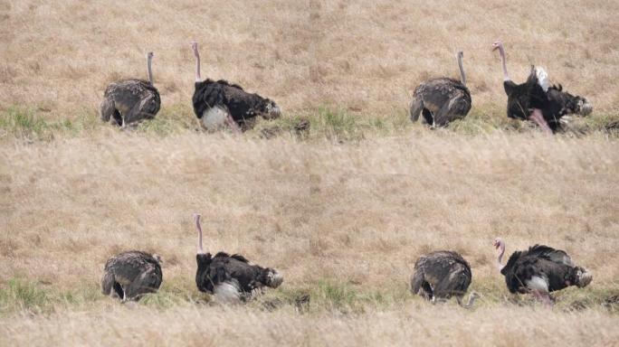 180p在马赛马拉 (masai mara) 展示雌性鸵鸟的雄性慢动作镜头