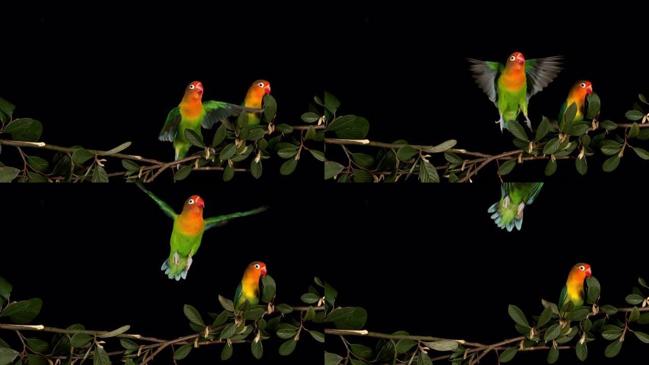 菲舍尔的爱情鸟，agapornis fischeri，一对站在树枝上，起飞，飞行中，慢动作4K