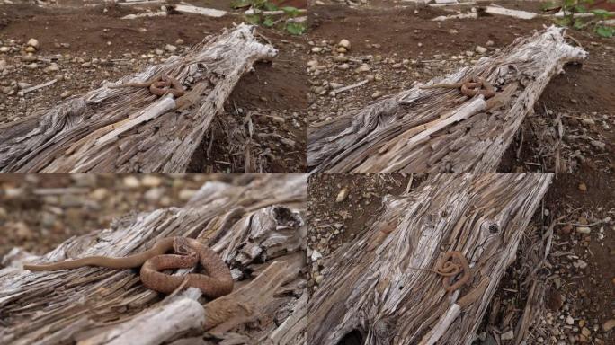 日本鼠蛇 (Elaphe climacophora) -千岛群岛