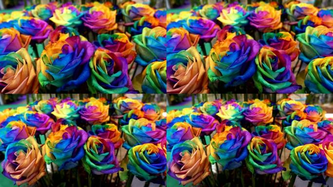 玫瑰花的彩虹色花束作为背景。