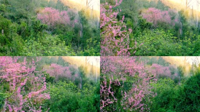 穿越山区森林中开花的粉红色树木