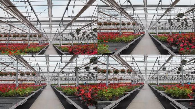 带花的大型玻璃温室。在温室里种花。现代花卉温室的内部。花盆里的花。
