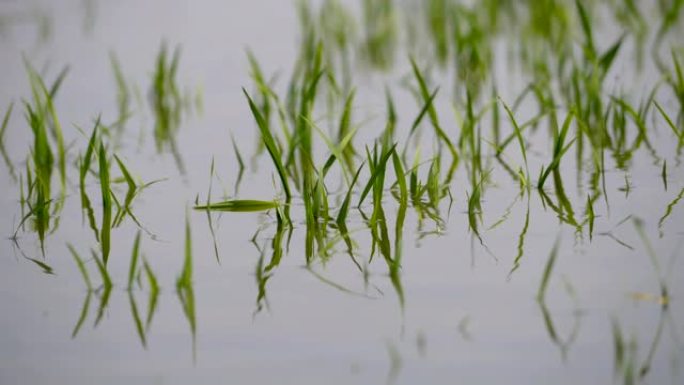 降雨导致洪水和农作物受损。