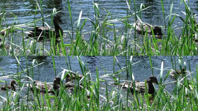 母鸭带着一群小鸭子在水中游泳。