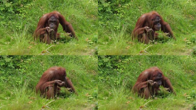 猩猩，pongo pygmaeus，植被中的雌性，慢动作4K