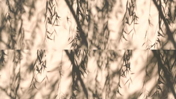 树叶分支的阴影，墙壁背景上的风中的小叶，4k Dci分辨率