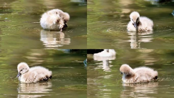 小黑天鹅在湖中游泳，可爱的蓬松小天鹅漂浮在水面上，寻找食物并清洁自己，4k镜头，慢动作。