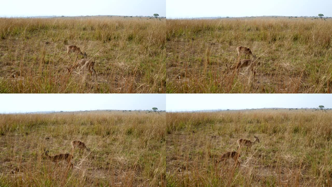 矮小羚羊Dik Dik在非洲大草原的黄草中放牧