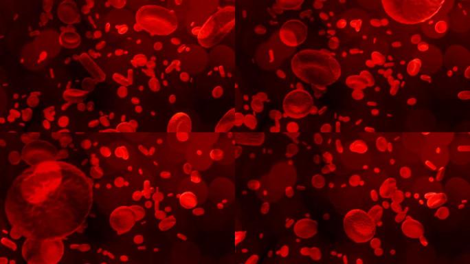 红细胞在动脉中传播。医学背景