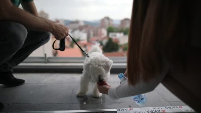 年轻的马耳他狗在阳台上喝水