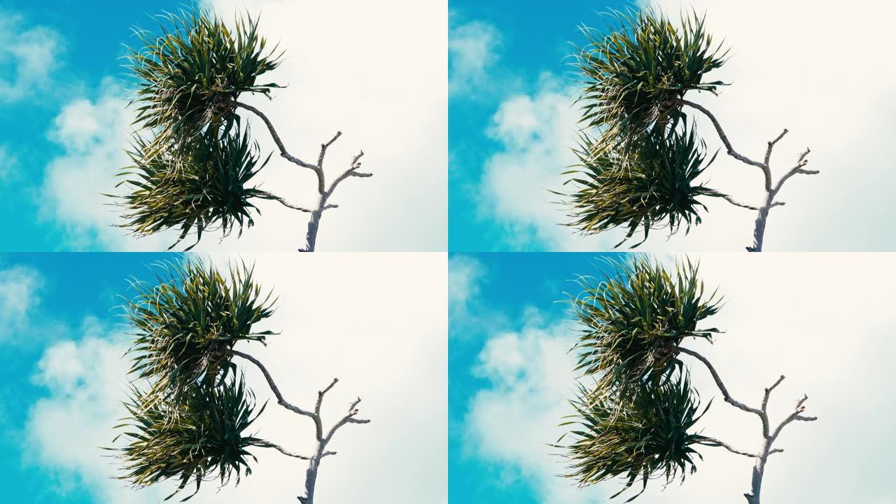 露兜树棕榈树别名在热带海洋海岸刮风的天气中螺旋松叶和树枝