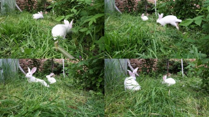 花园之王。花园里的白兔。