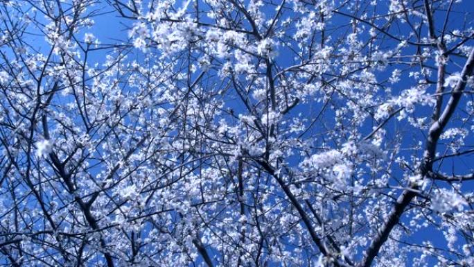 天空背景下有许多小白花的树枝。