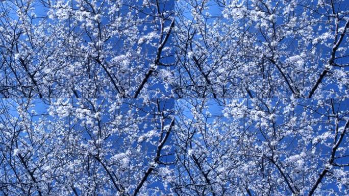 天空背景下有许多小白花的树枝。