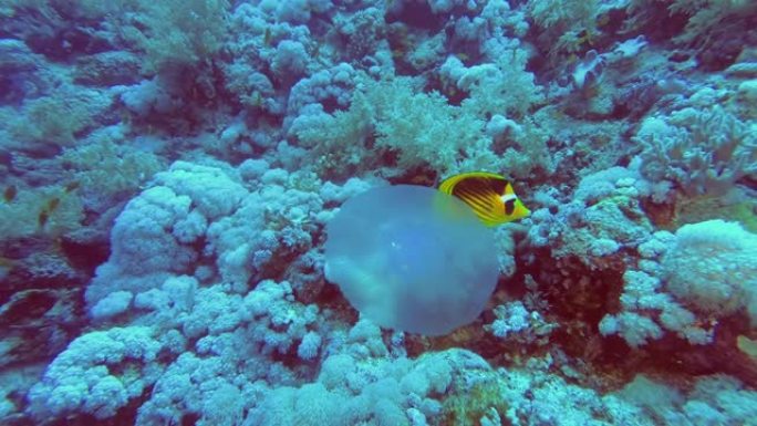 两只蝴蝶鱼对珊瑚礁背景上的水母感兴趣。浣熊蝴蝶鱼-Chaetodon lunula，水下射击