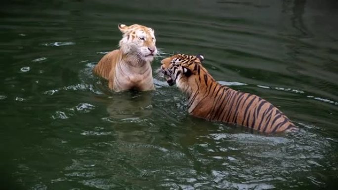 两只老虎在水里玩耍。