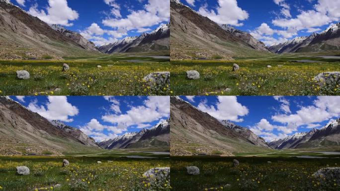 印度北部查谟克什米尔邦喜马拉雅山脉背景的美丽黄色花朵草地