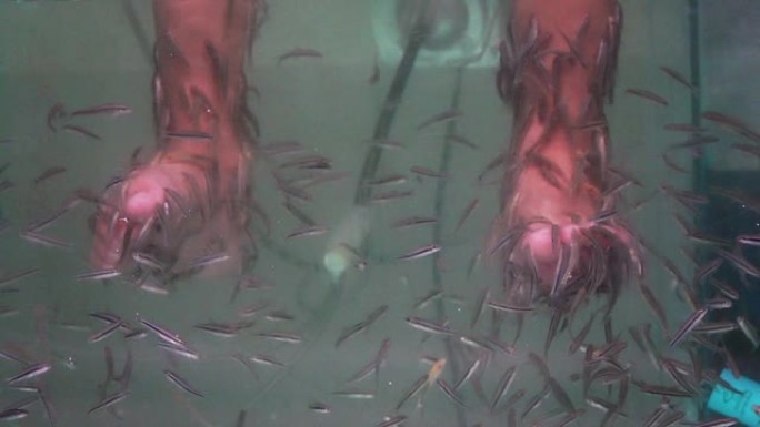 鱼水疗中心是小鱼的护肤脚。