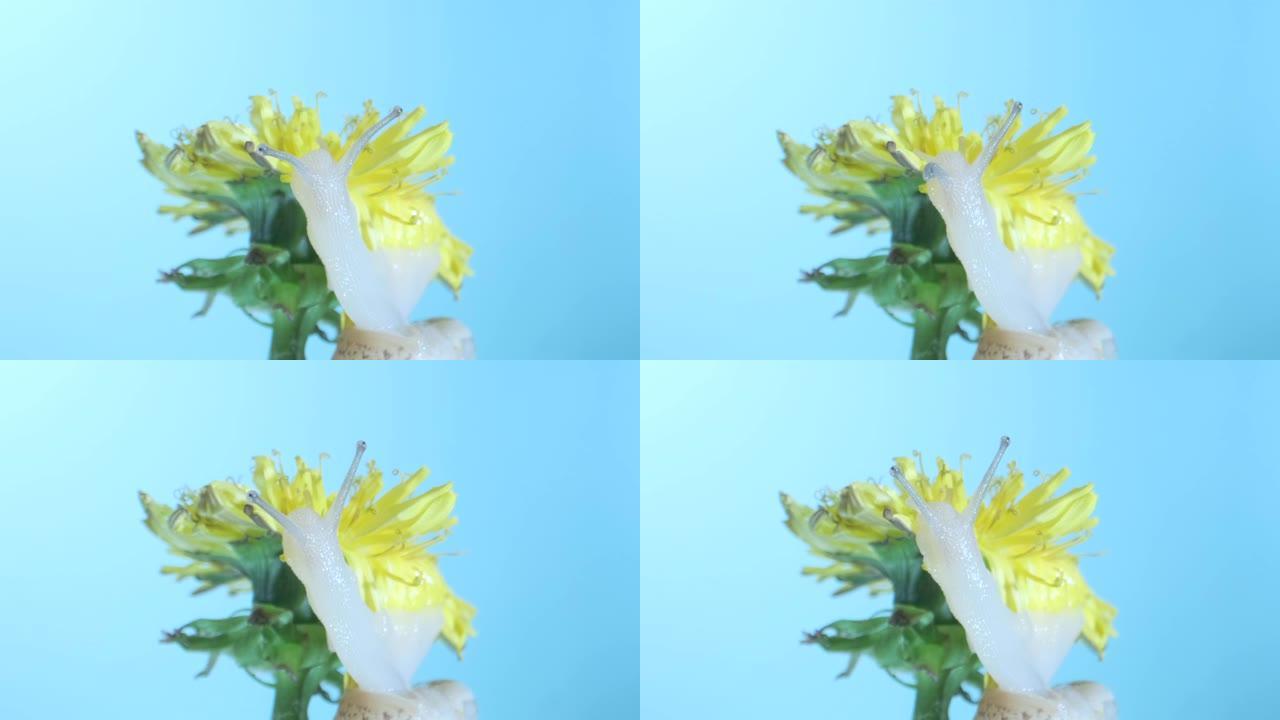 小蜗牛坐在蓝色背景下的淡黄色蒲公英花上。微距拍摄1:1，4K-50fps