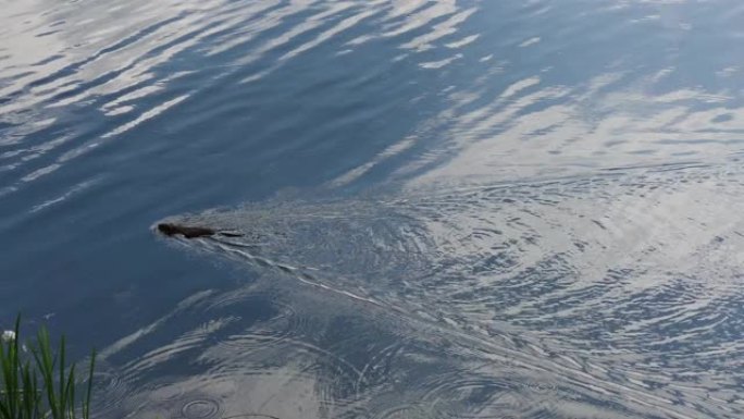 小海狸夏天在湖上游泳