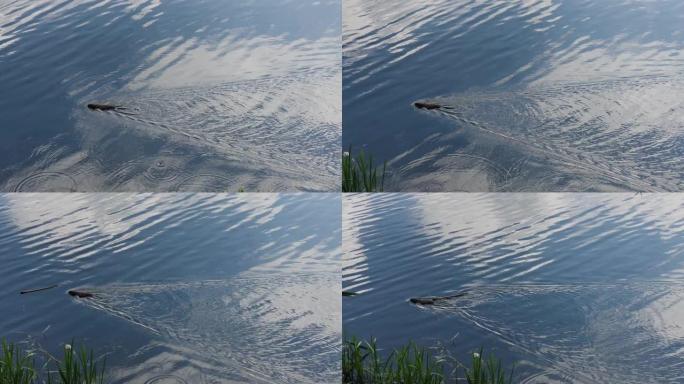 小海狸夏天在湖上游泳