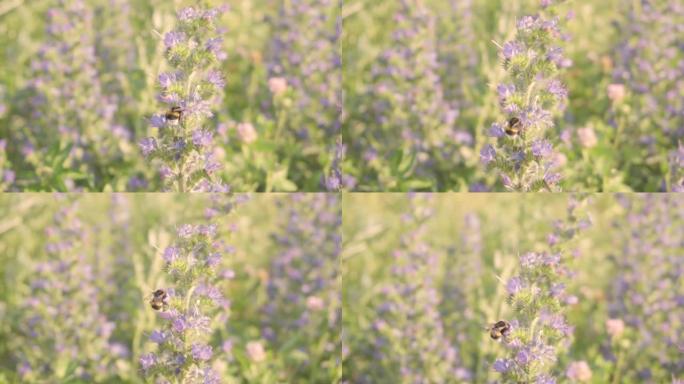 春田种子花中蜜蜂忙碌的慢动作