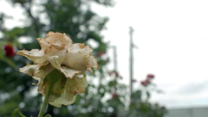 特写一只腐烂枯萎的花园白玫瑰在风中摇摇欲坠。死花。4k. 4k视频