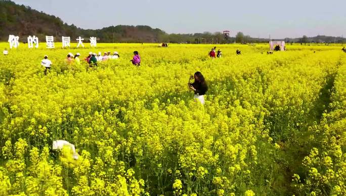 航拍长沙县乡村油菜花旅游节5