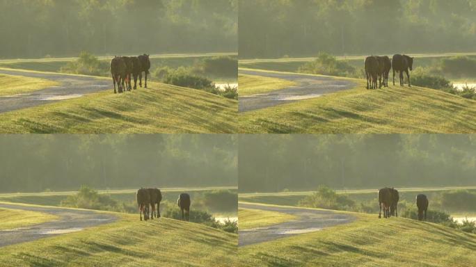 一排野马在湿地上沿着利维 (levy) 走，成群结队