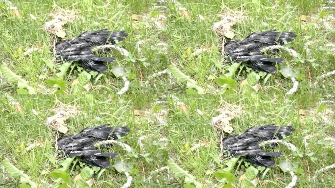 草地上的黑死鸟
