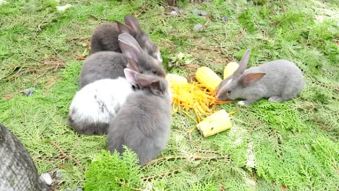 吃新鲜胡萝卜和玉米的小兔子