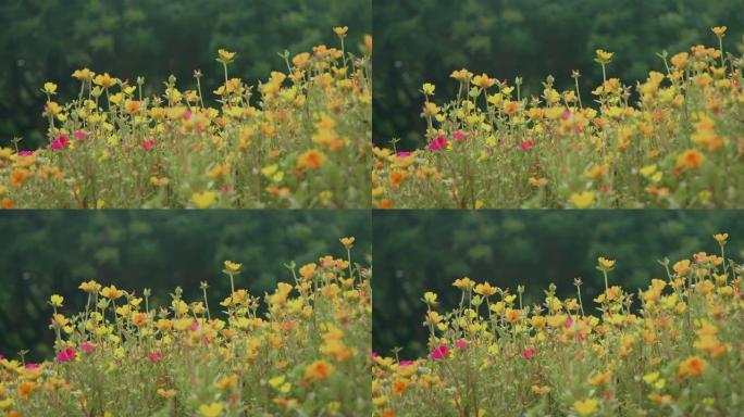 SLO MO; 马齿苋; 盛开的普通马齿苋花。