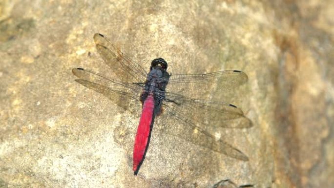 Lyriothemis elegantissima的特写镜头，岩石上的红色蜻蜓