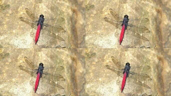 Lyriothemis elegantissima的特写镜头，岩石上的红色蜻蜓