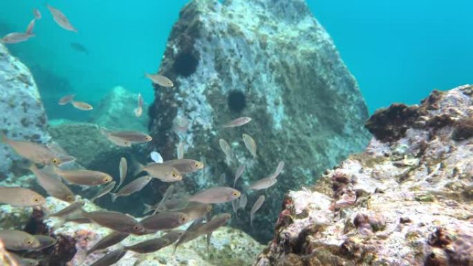海胆和鱼类，地中海底部的珊瑚