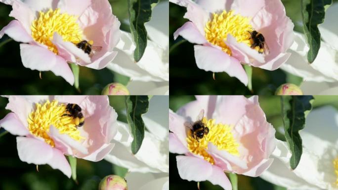 大黄蜂从 π 介子花中收集花蜜。