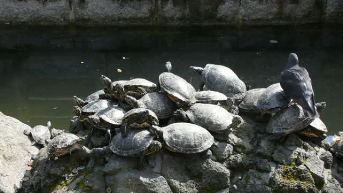 乌龟和乌龟在花园池塘中的石材装饰设计
