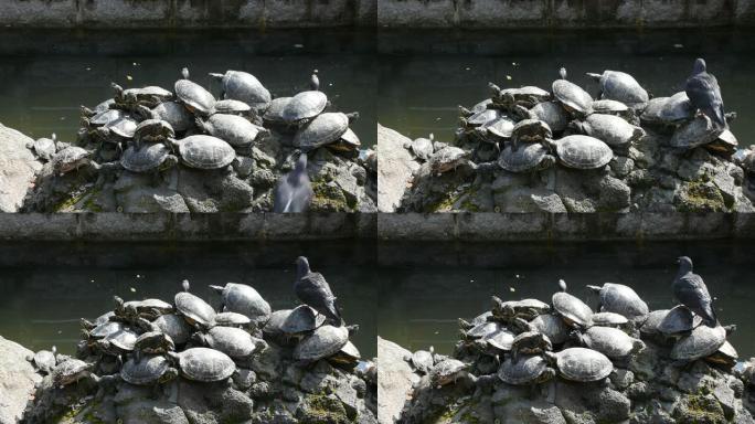 乌龟和乌龟在花园池塘中的石材装饰设计