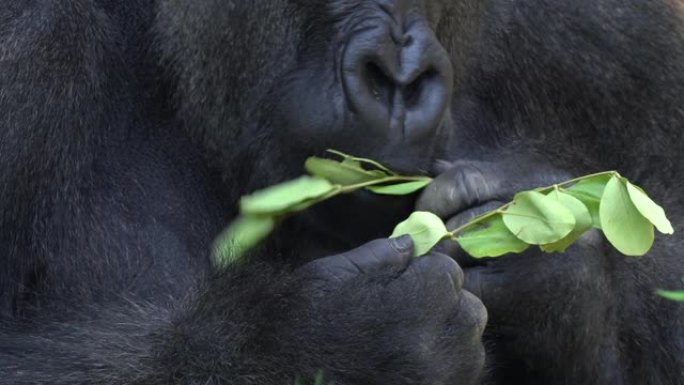 特写大猩猩在非洲咀嚼和吃树叶