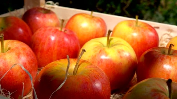 成熟多汁的红苹果躺在木箱里