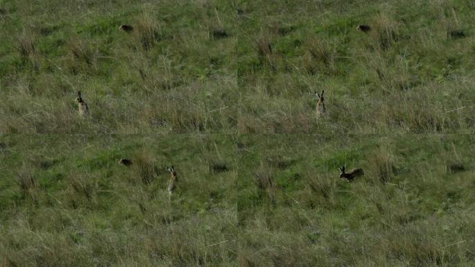 两只野兔在野外绿草中奔跑