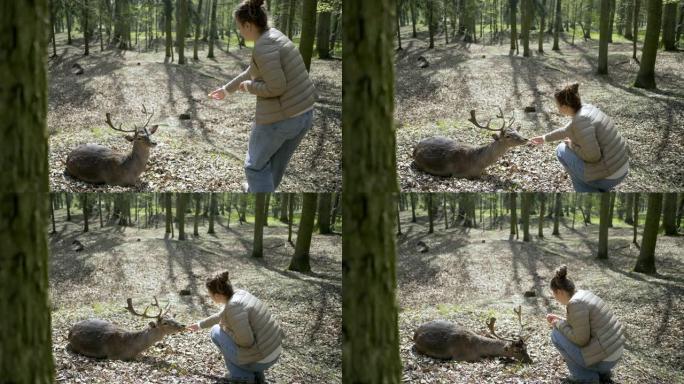 女人在春天的森林里用手喂养鹿