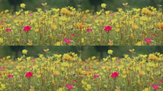 SLO MO; 马齿苋; 盛开的普通马齿苋花。