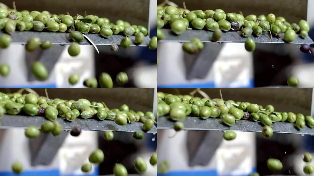 洗净的新鲜橄榄掉在破碎机中。制作橄榄油-慢动作