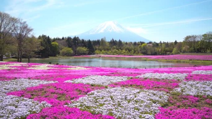 富士山和七彩粉色苔藓前景在芝坂节