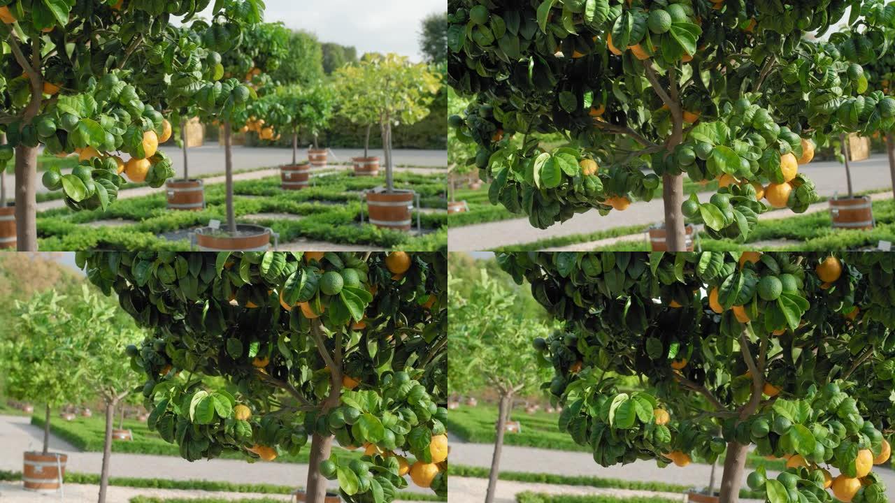 绿树上生长着橙色的橘子，背景是站在大木盆中的柑橘树林。慢动作特写