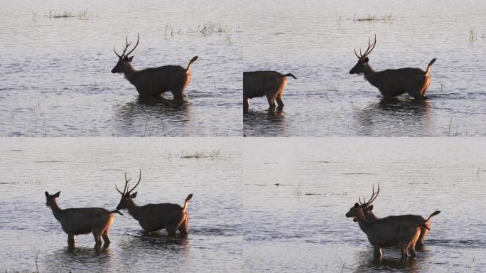 塔多巴湖水鹿涉水的跟踪镜头
