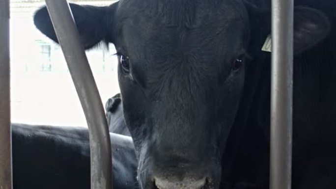关闭农场黑色安格斯相机中的牛头