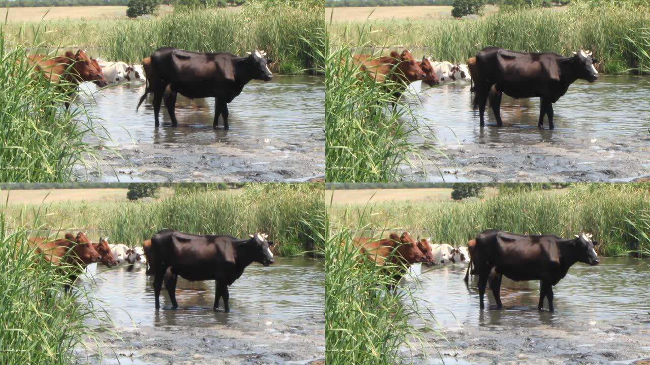 一群棕色的母牛，白色斑点和黑色，在凉爽的河水中逃离夏天的高温